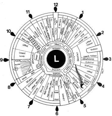 Iridology Left Eye Chart - Dr Akilah El